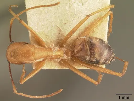 Camponotus maculatus specimen CASENT0101095 image casent0101095_1