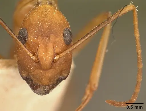Camponotus maculatus specimen CASENT0101095 image casent0101095_2