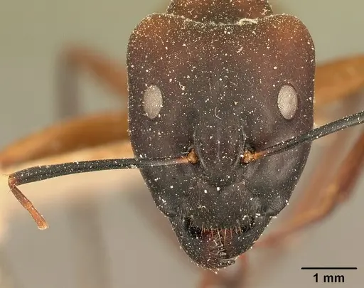 Camponotus maculatus specimen CASENT0101096 image casent0101096_2
