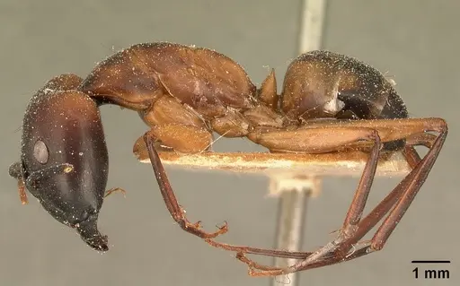 Camponotus maculatus specimen CASENT0101096 image casent0101096_3