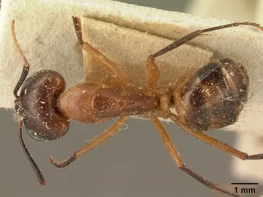 Camponotus maculatus specimen CASENT0101099 image casent0101099_1