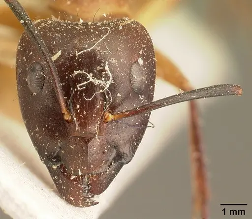 Camponotus maculatus specimen CASENT0101099 image casent0101099_2
