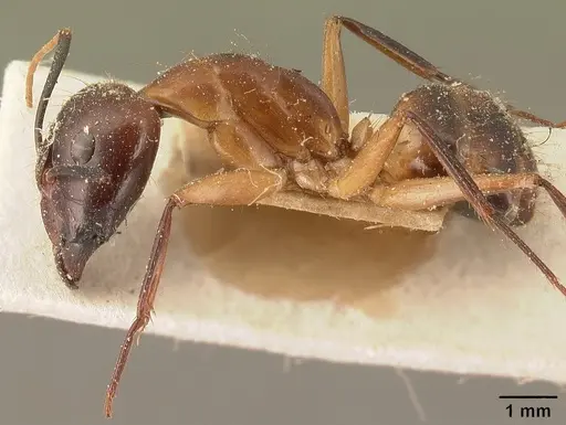 Camponotus maculatus specimen CASENT0101099 image casent0101099_3