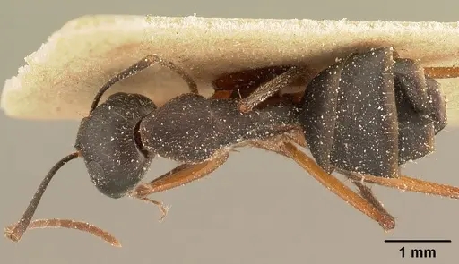 Camponotus maculatus specimen CASENT0101100 image casent0101100_1