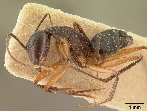 Camponotus maculatus specimen CASENT0101100 image casent0101100_3