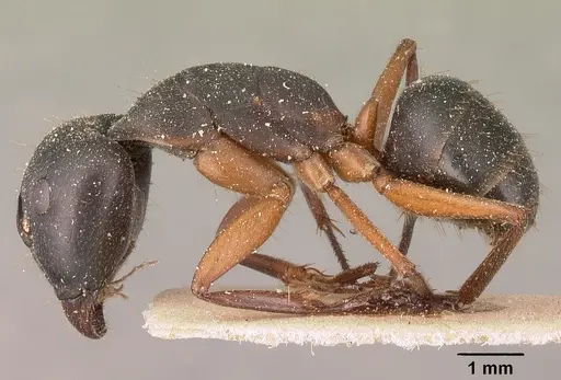 Camponotus maculatus specimen CASENT0101101 image casent0101101_3