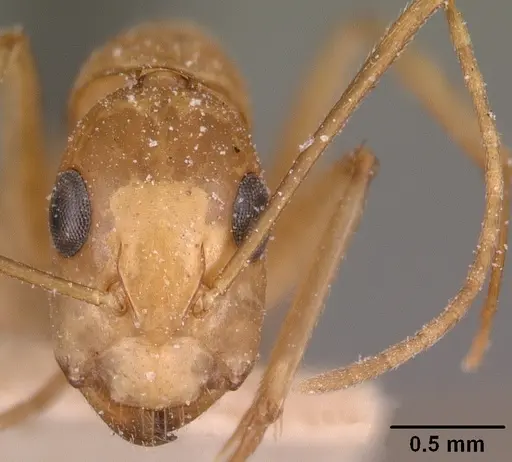 Camponotus maculatus specimen CASENT0101102 image casent0101102_2
