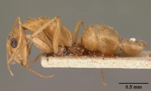 Camponotus maculatus specimen CASENT0101102 image casent0101102_3