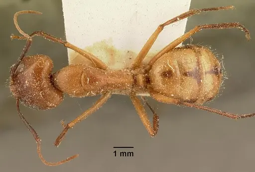 Camponotus maculatus specimen CASENT0101103 image casent0101103_1