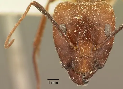 Camponotus maculatus specimen CASENT0101103 image casent0101103_2