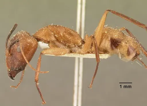 Camponotus maculatus specimen CASENT0101103 image casent0101103_3