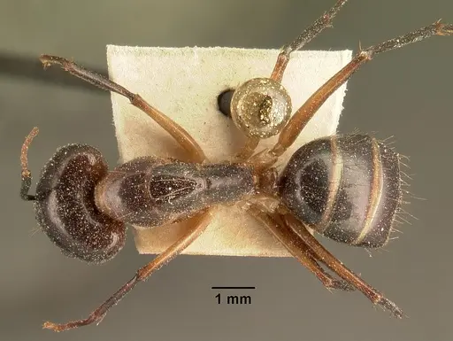 Camponotus maculatus specimen CASENT0101109 image casent0101109_1