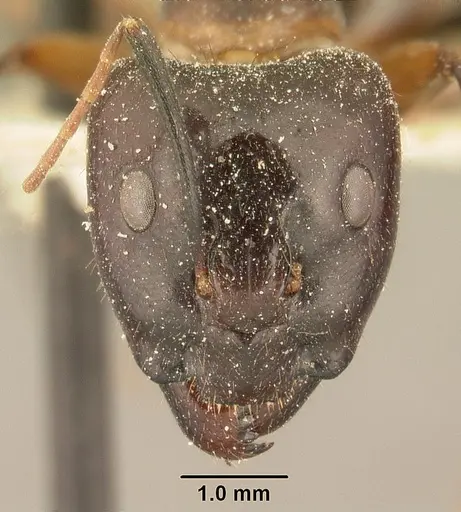 Camponotus maculatus specimen CASENT0101109 image casent0101109_2