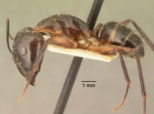 Camponotus maculatus specimen CASENT0101109 image casent0101109_3