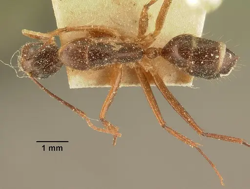 Camponotus maculatus specimen CASENT0101110 image casent0101110_1