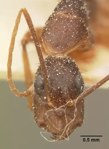 Camponotus maculatus specimen CASENT0101110 image casent0101110_2