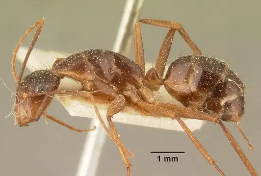 Camponotus maculatus specimen CASENT0101110 image casent0101110_3
