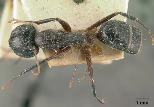 Camponotus maculatus specimen CASENT0101111 image casent0101111_1