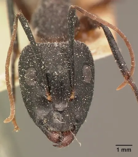 Camponotus maculatus specimen CASENT0101111 image casent0101111_2