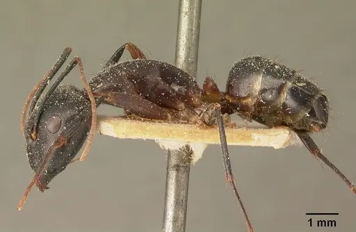 Camponotus maculatus specimen CASENT0101111 image casent0101111_3