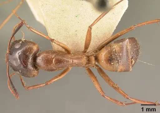 Camponotus maculatus specimen CASENT0101334 image casent0101334_1