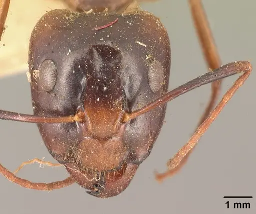 Camponotus maculatus specimen CASENT0101334 image casent0101334_2