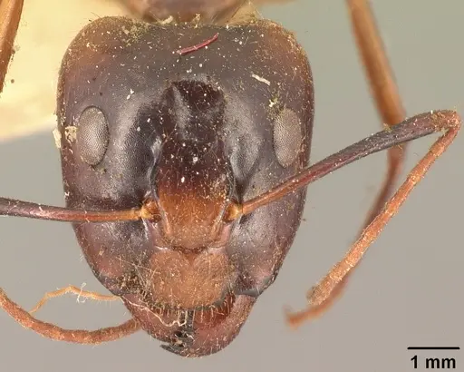 Camponotus maculatus specimen CASENT0101334 image casent0101334_3