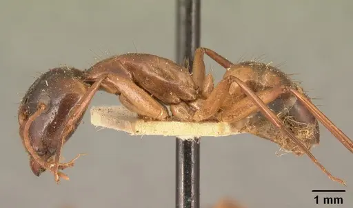 Camponotus maculatus specimen CASENT0101334 image casent0101334_4