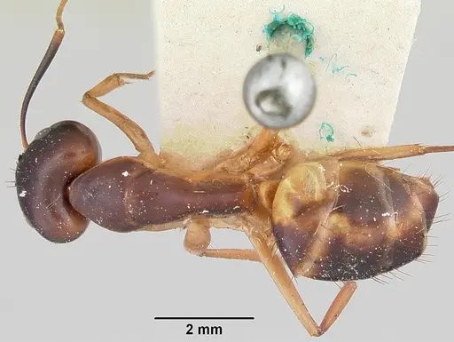 Camponotus maculatus specimen CASENT0101352 image casent0101352_1