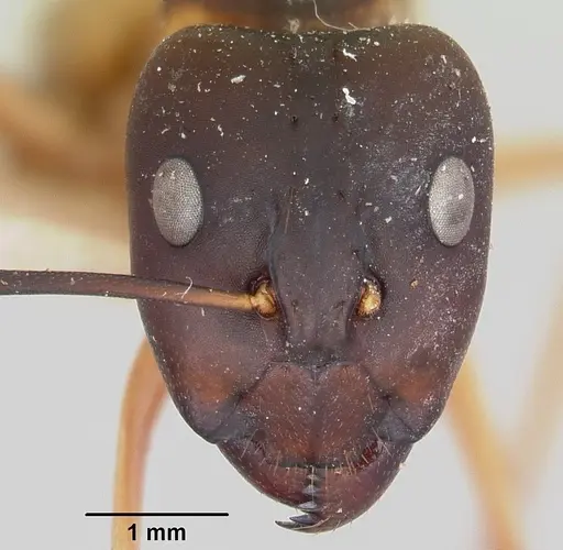 Camponotus maculatus specimen CASENT0101352 image casent0101352_2