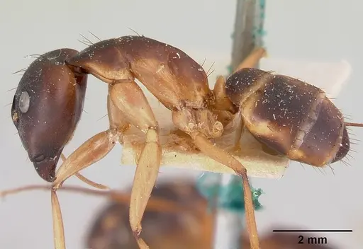 Camponotus maculatus specimen CASENT0101352 image casent0101352_3