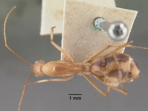 Camponotus maculatus specimen CASENT0101353 image casent0101353_1