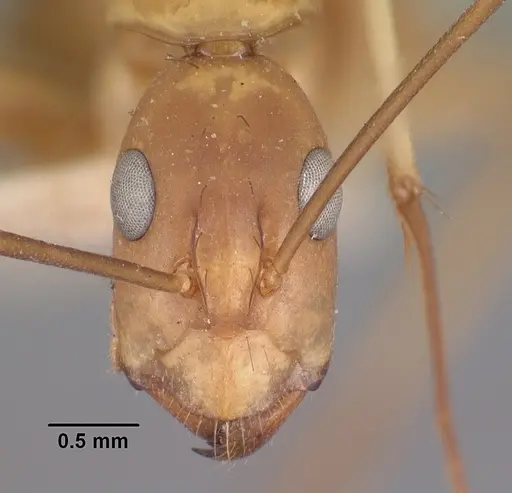 Camponotus maculatus specimen CASENT0101353 image casent0101353_2
