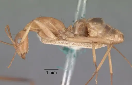 Camponotus maculatus specimen CASENT0101353 image casent0101353_3