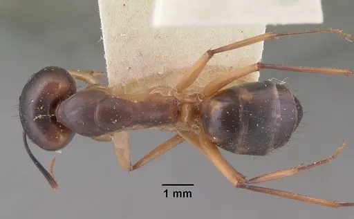 Camponotus maculatus specimen CASENT0101354 image casent0101354_1