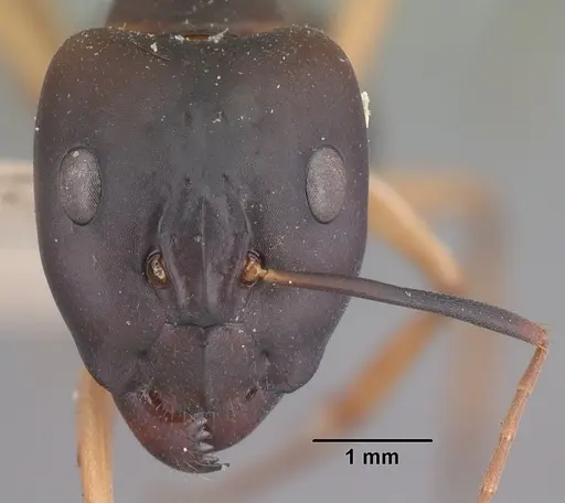 Camponotus maculatus specimen CASENT0101354 image casent0101354_2