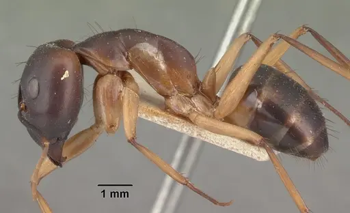Camponotus maculatus specimen CASENT0101354 image casent0101354_3