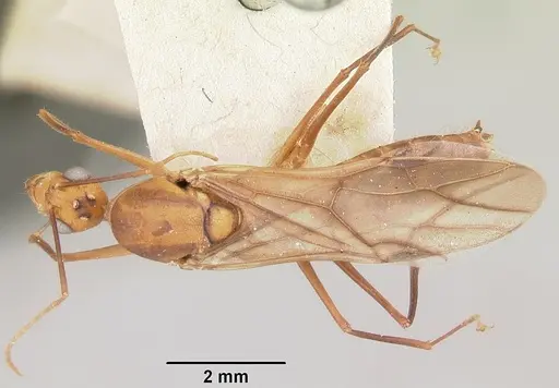 Camponotus maculatus specimen CASENT0101355 image casent0101355_1