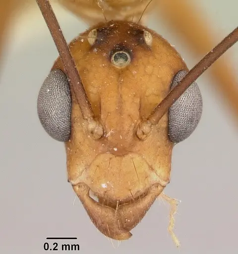 Camponotus maculatus specimen CASENT0101355 image casent0101355_2