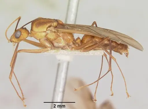 Camponotus maculatus specimen CASENT0101355 image casent0101355_3