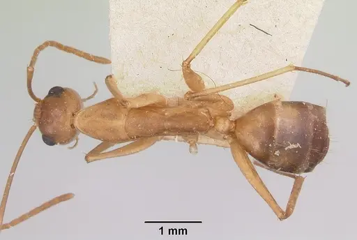 Camponotus maculatus specimen CASENT0101356 image casent0101356_1
