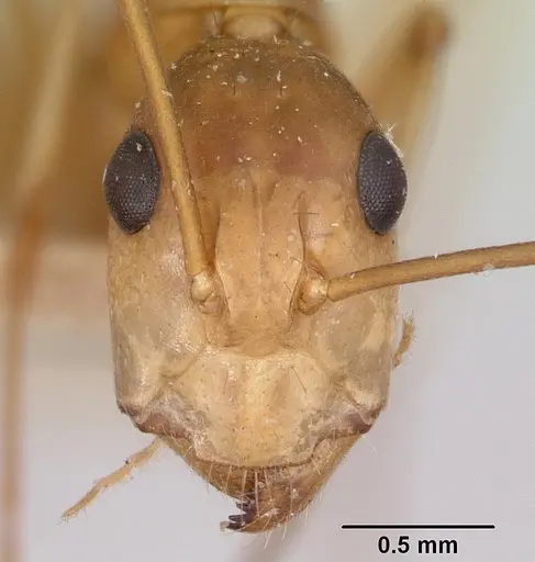 Camponotus maculatus specimen CASENT0101356 image casent0101356_2