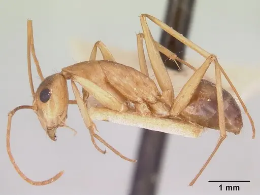 Camponotus maculatus specimen CASENT0101356 image casent0101356_3