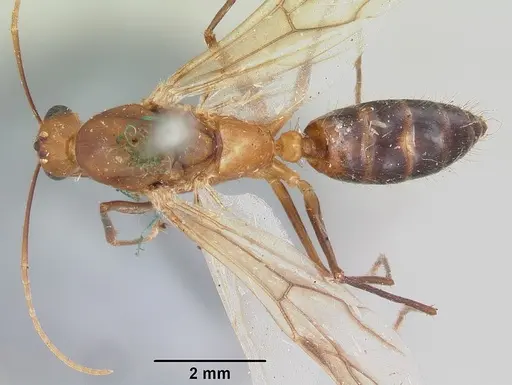 Camponotus maculatus specimen CASENT0101361 image casent0101361_1