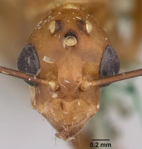 Camponotus maculatus specimen CASENT0101361 image casent0101361_2