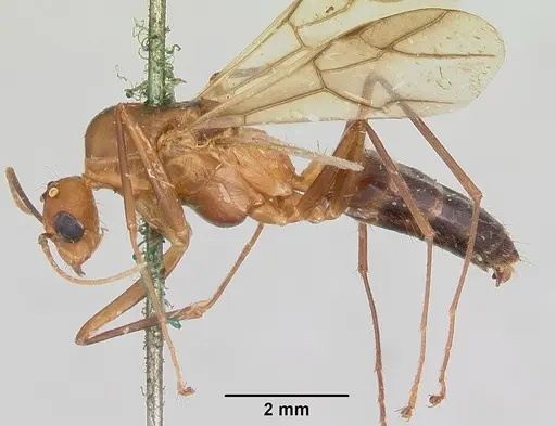 Camponotus maculatus specimen CASENT0101361 image casent0101361_3