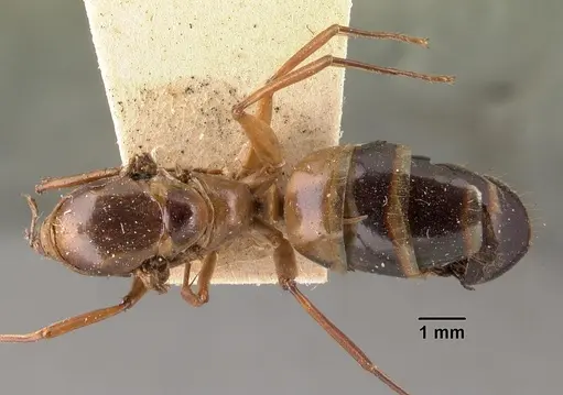 Camponotus maculatus specimen CASENT0101412 image casent0101412_1