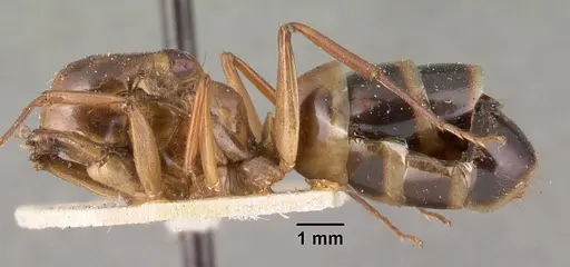 Camponotus maculatus specimen CASENT0101412 image casent0101412_3