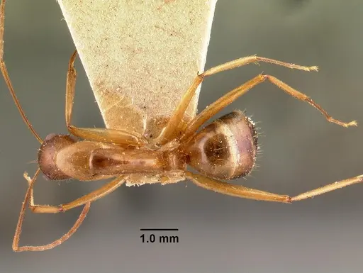 Camponotus maculatus specimen CASENT0101421 image casent0101421_1