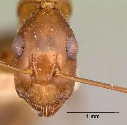 Camponotus maculatus specimen CASENT0101421 image casent0101421_2
